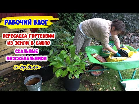 Видео: Пересадка ГОРТЕНЗИИ: из земли в кашпо! Мои скальные можжевельники. Новая гортензия - что за сорт?