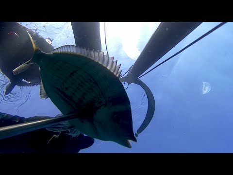 Видео: Подводная охота у Медведь горы 13.04.2024