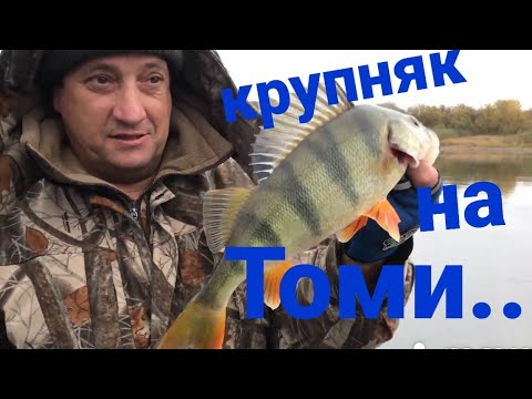 Видео: Рыбалка на томи !