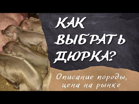 Видео: Поросята Дюрок, 1 месяц и 7 дней. Как выбрать дюрка? Описание породы.