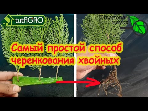 Видео: 100 % РЕЗУЛЬТАТ ЧЕРЕНКОВАНИЯ ЛЕТОМ! Мастер-класс по черенкованию туй.