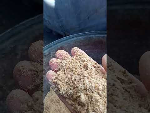 Видео: Адлер тоокторун кандай жайда кароо керек. #тооктор#тукум багыты#кыргызстанжанылыктары #фермер#
