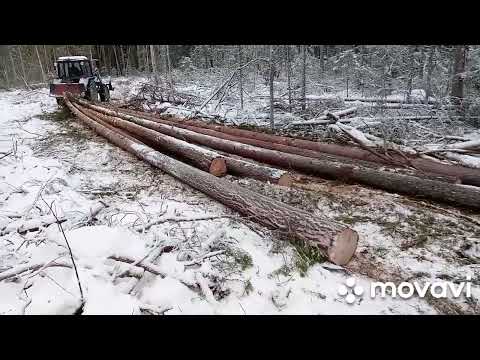 Видео: МтЗ-82.1 в лесу. Трелёвка без кошелей.