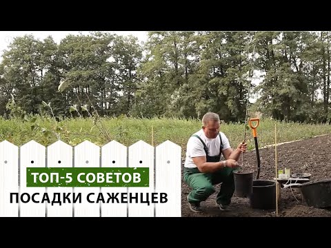 Видео: ТОП-5 советов по посадке саженцев