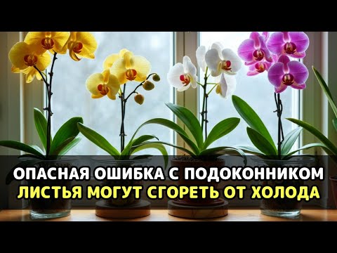 Видео: Орхидеи умирают от батарей отопления зимой, и лишь один приём возвращает им жизнь