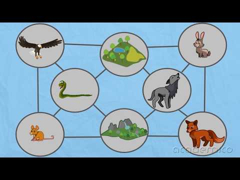 Видео: Естествени и изкуствени съобщества - Човекът и природата 4 клас | academico