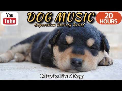 Видео: 20 часов любимой музыки собак🐶💖Музыка для сна собак 🐶🎵 Музыка для снятия беспокойства при разлуке🎵