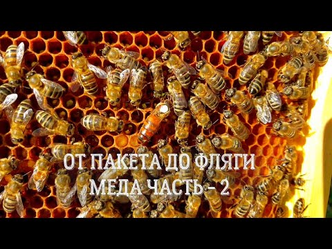 Видео: От Пакета ПЧЕЛ до ФЛЯГИ Меда часть - 2 | Пчелопакет | Пчелы начинающим