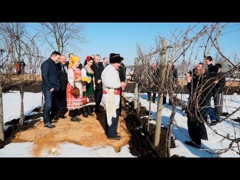 Видео: Жив Извор: Трифон Зарезан