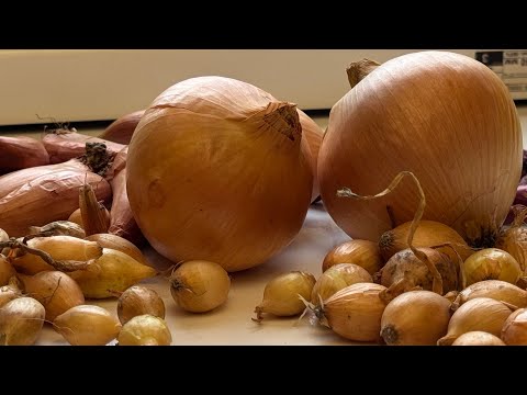 Видео: Цибуля та часник під зиму. Огляд сортів