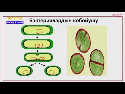 Видео: 6-класс | Биология | Бактериялар, алардын түзүлүшү жана жашоо тиричилиги