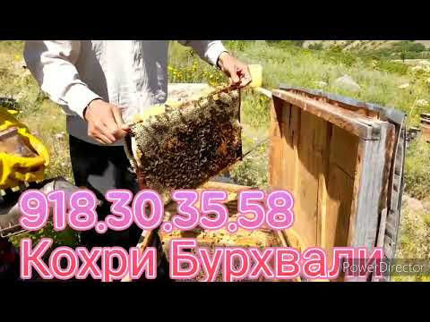 Видео: 29 июля 2022 г.Срочно бинен Одами нобино читав Асал мегирад ва дар замбур кормекнад