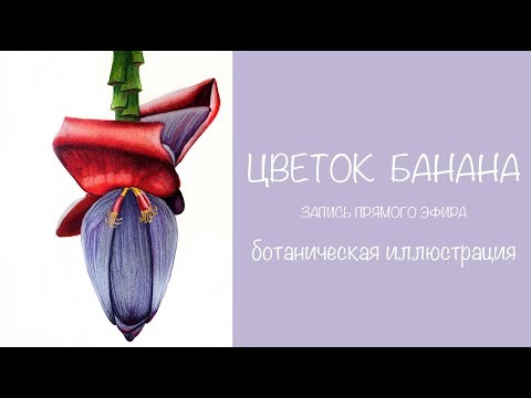 Видео: Цветок банана. Banana flower. Speedpaint