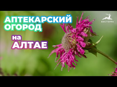 Видео: АПТЕКАРСКИЙ ОГОРОД ЭКСКУРСИЯ | АПТЕКАРСКИЙ САД НА АЛТАЕ | КАК ОРГАНИЗОВАТЬ? КАКИЕ РАСТЕНИЯ ПОСАДИТЬ?