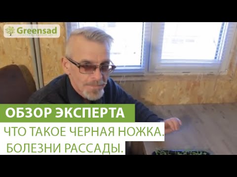 Видео: Что такое черная ножка. Болезни рассады.