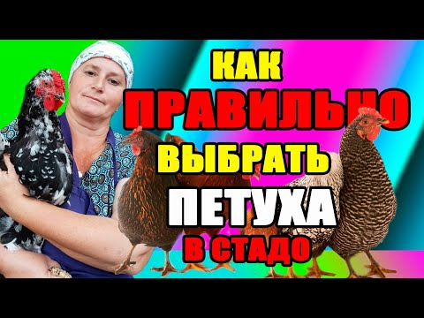 Видео: Как правильно выбрать петуха на племя. Сколько петухов должно быть в стаде.