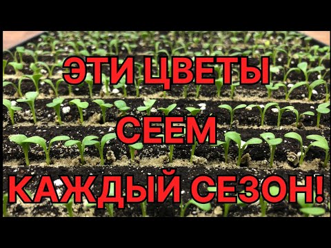 Видео: Какие ЦВЕТЫ сеем в январе, феврале, марте? Наш ассортимент НА СЕЗОН 2024!