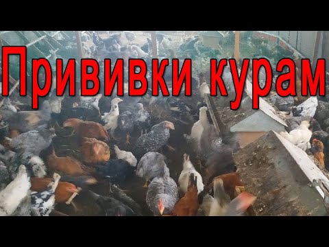 Видео: Какие прививки ставлю курам? Вакцинация кур.