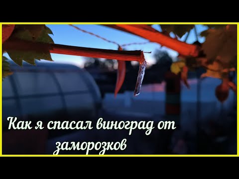 Видео: КАК защитить виноградник от ЗАМОРОЗКОВ!