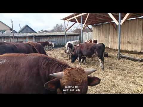 Видео: ОТКОРМ БЫЧКОВ. БЕЗПРИВЯЗНОЕ СОДЕРЖАНИЕ КРС.