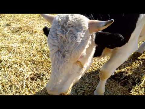 Видео: Телки ,быки,бычки,телочки.