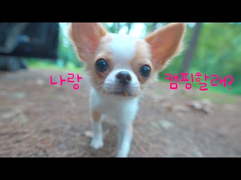 Видео: В лесу без людей, кемпинг только для меня и моего щенка / Автокемпинг Discovery 4