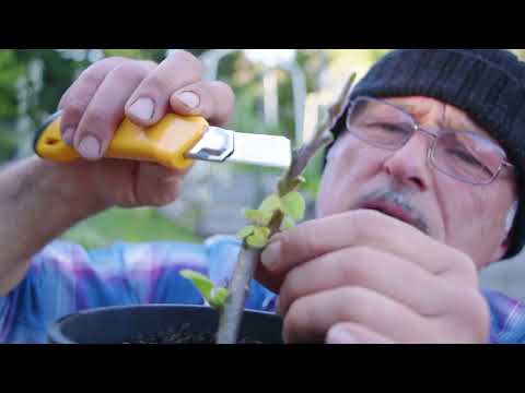 Видео: Прививка баклажанов на «дьявольское растение» — крепкие корни, больший урожай!