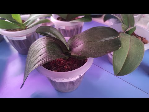 Видео: 01.06.22.полив ОРХИДЕИ в кокосовом грунте..  и мух😁нет..