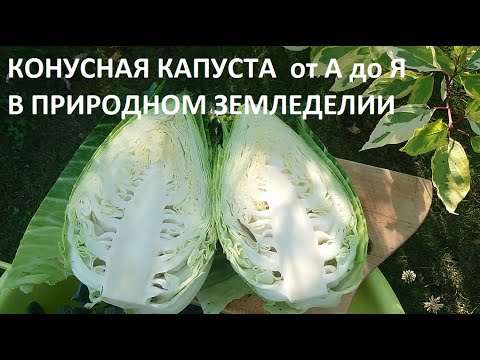 Видео: Капуста конусная от А до Я в природном земледелии.
