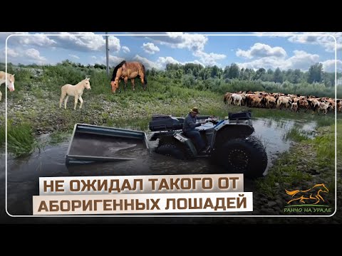Видео: Аборигенные лошади меня удивили | Продолжаем строительство гостиничного домика и красивого Озера