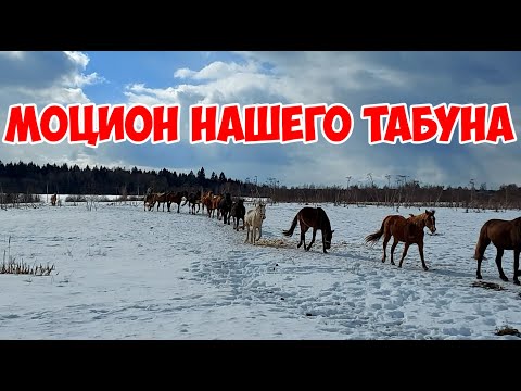 Видео: Как мы выгуливаем сотню лошадей зимой