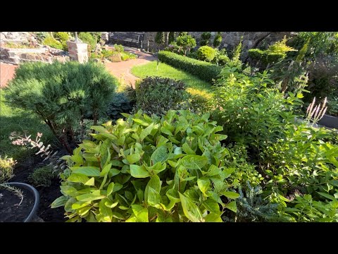 Видео: ВЕЙГЕЛЫ, СПИРЕИ: ЛЕТНЯЯ СТРИЖКА! КРАСИВЫЕ СОРТА! МОЙ ОПЫТ! #landscapedesign #ландшафтнийдизайн