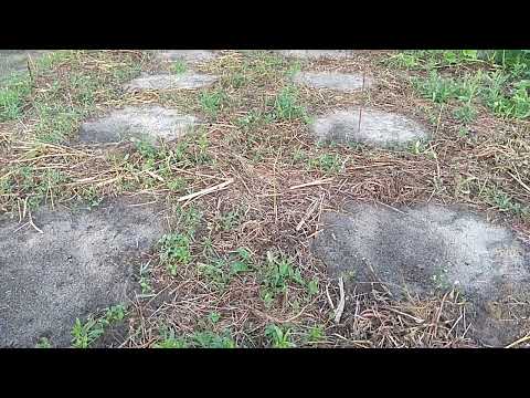 Видео: Фацелия. Хронология от посева до сбора семян.