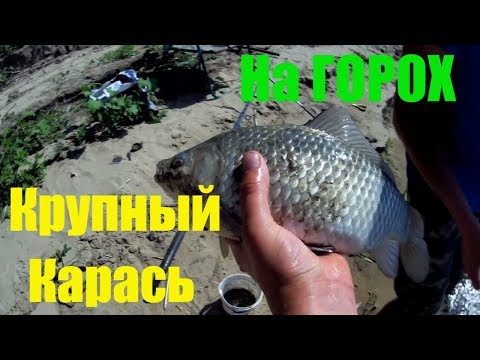 Видео: Крупный Карась. Ловля карася на ГОРОХ.