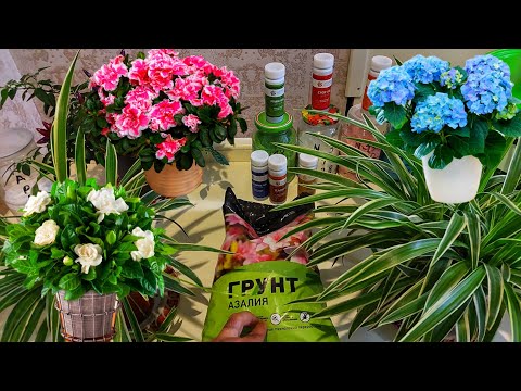 Видео: ХОНА ГУЛЛАРИ Монстера, Гортензия, Азалия, Антириум, Гардения ЭНГ ЧИРОЙЛИ ГУЛЛАР УЧУН НОРДОН ТУПРОК.