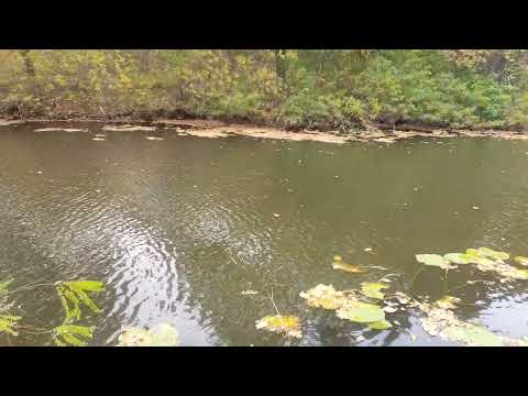 Видео: Этюды золотой осени...17.10.2025 г 