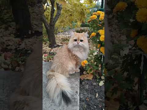 Видео: Прогулка Персика в осенний день в прямом эфире!