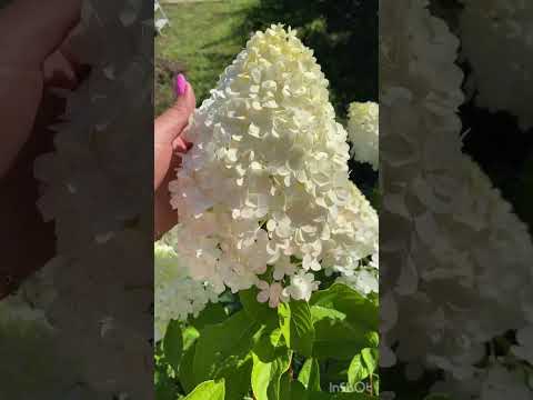 Видео: Цветение мет. гортензии необрезанных кустов. Саженцы на цвету 