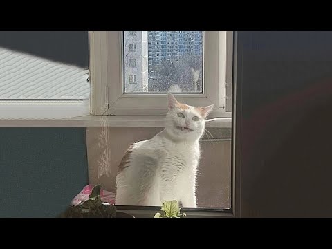 Видео: Самые смешные видео с кошками 2025 года 😹 Постарайтесь не смеяться 😂 Часть 16