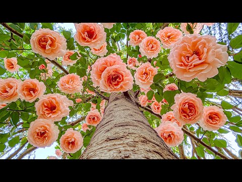 Видео: Все ваши тревоги исчезнут, если вы послушаете эту музыку🥀Нежная музыка для детоксикации негативны...
