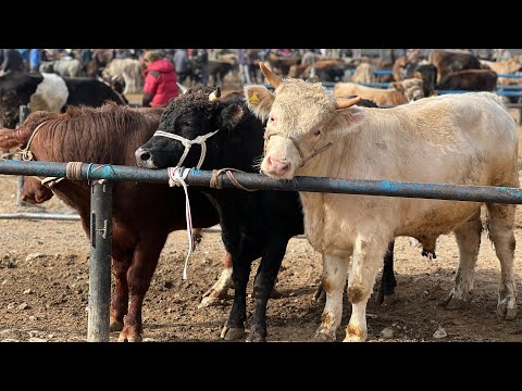 Видео: Караван мал базары 1-Ноябрь Кечки реалдуу баалар !!!! 