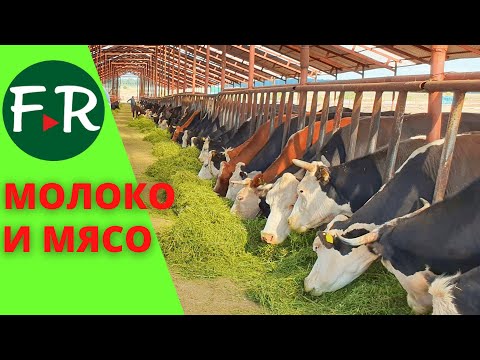 Видео: Молочный и мясной скот Сбыт молока от 150 коров и откормочная площадка на 1200 голов КФХ Сафиуллиных