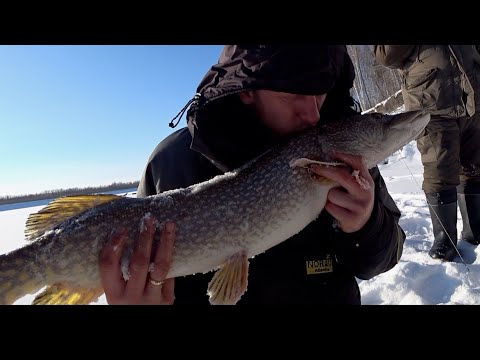 Видео: Зимняя рыбалка на реке Иртыш .Ловим на жерлицы и комбайны!