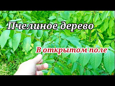 Видео: Эводия Даниэля или пчелиное дерево. (Обзор саженцев в открытом поле)