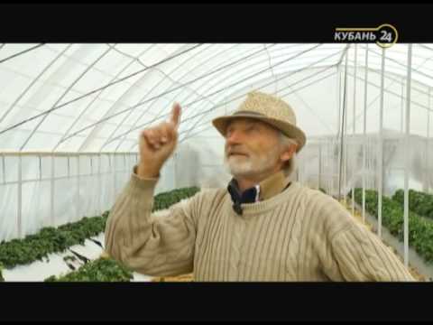 Видео: «Сельские истории». Теплица нового поколения