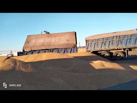 Видео: Рабочие будни продолжаются! Привезли на элеватор пшеницу!