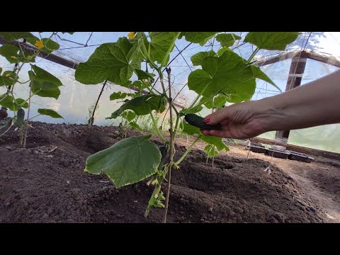 Видео: Що там в балагані?     2 червня ня 2024 р.