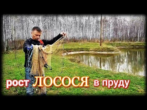 Видео: Рост ЛОСОСЯ в пруду. РЕЗУЛЬТАТ.