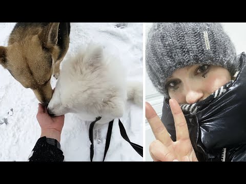 Видео: Пропажа нашлась😅 Наш денёк🦮🙂