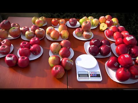 Видео: Сорта группы РЕД ДЕЛИШЕС, ФУДЖИ и др. Обзор зимних плодов яблони на 19.10.2023г.